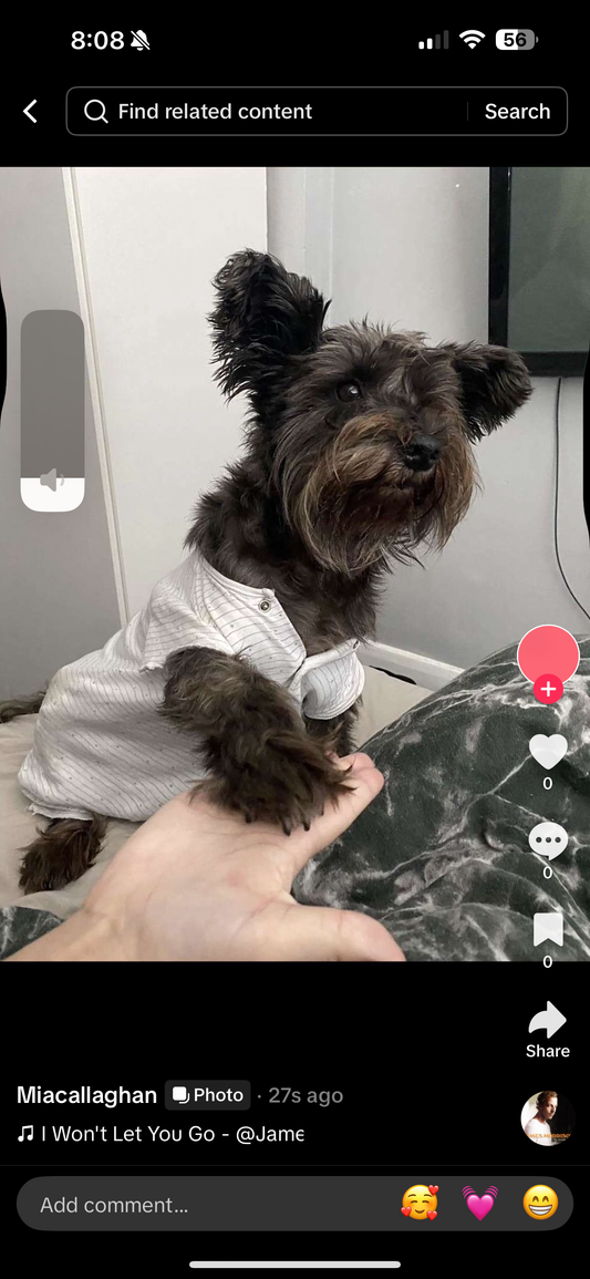 Dog canvas template 20x20 with name beside (Luna)